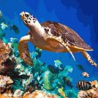 /album/overigen/sea-turtle-with-fishes-jpg/